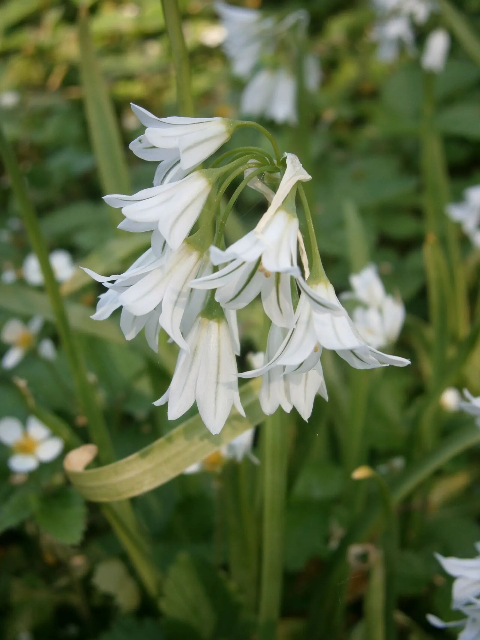 Angled Onion (Allium Triquetrum) — though flowering is most prolific in areas receiving ample sunlight; its foliage consists of slender, image 65