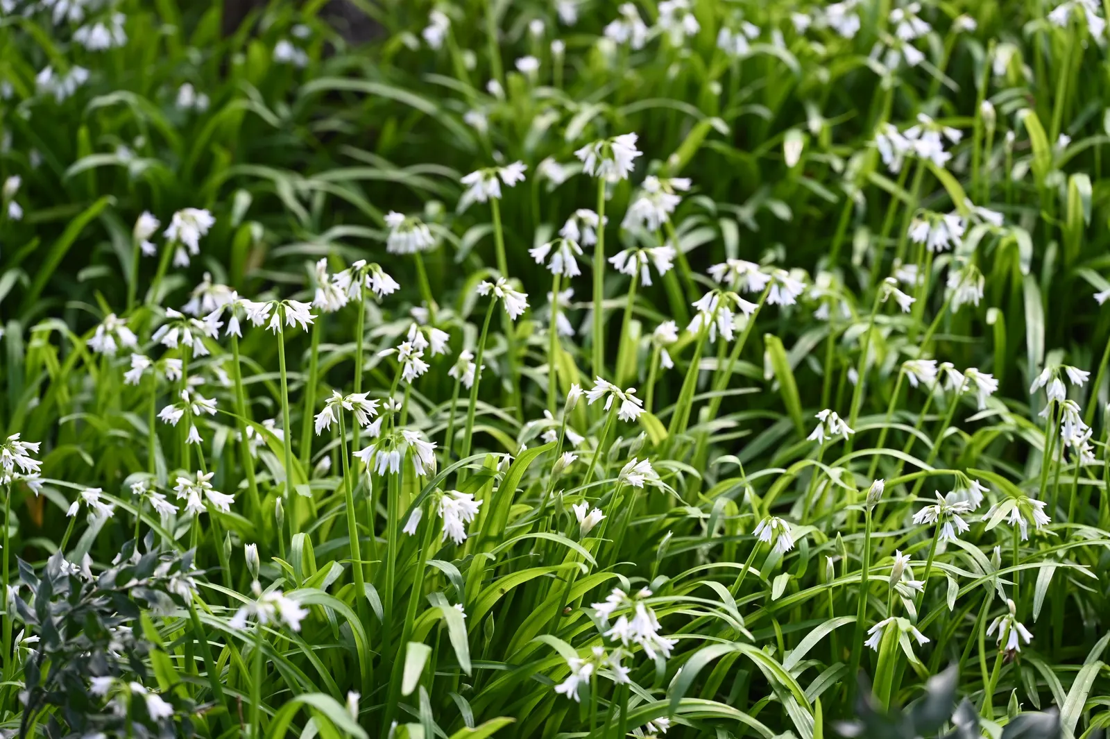 Angled Onion (Allium Triquetrum) — commonly known as the Angled Onion or Three-Cornered Leek