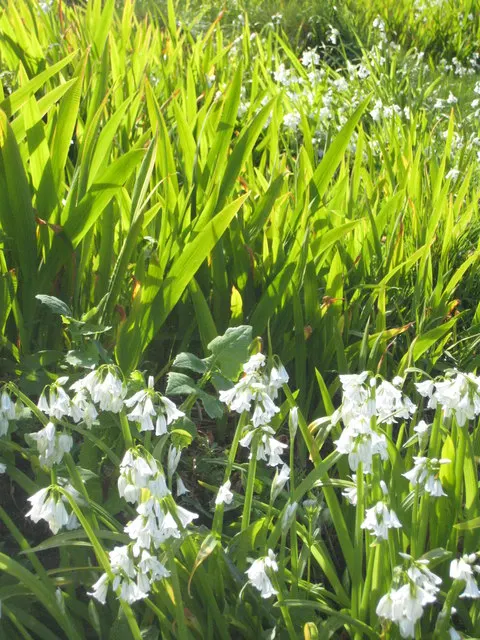 Angled Onion (Allium Triquetrum) — bell-shaped white flowers with a distinct green stripe