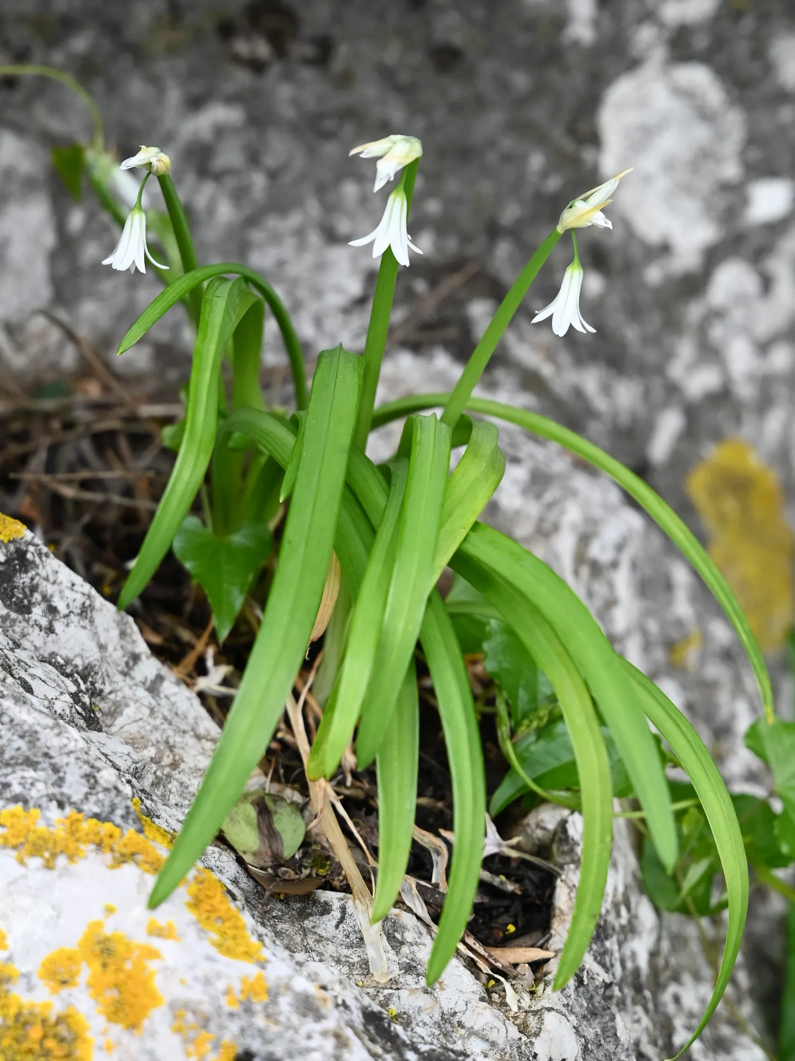 Angled Onion (Allium Triquetrum) — adorned with a faint green stripe down each petal