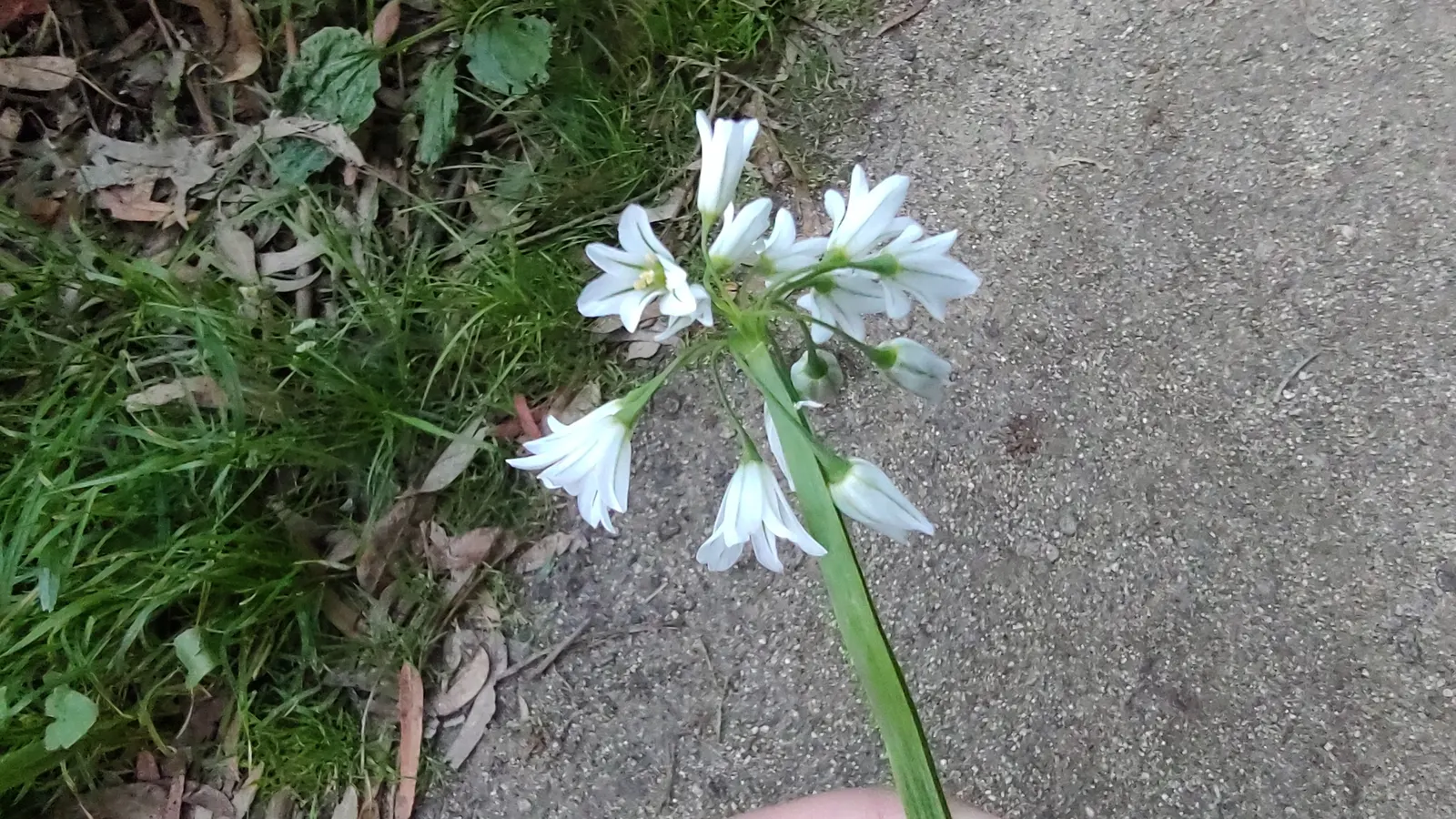 Angled Onion (Allium Triquetrum) — which can be an intriguing sensory highlight; its stems are approximately 12-18 inches tall and exhibit a unique, image 60