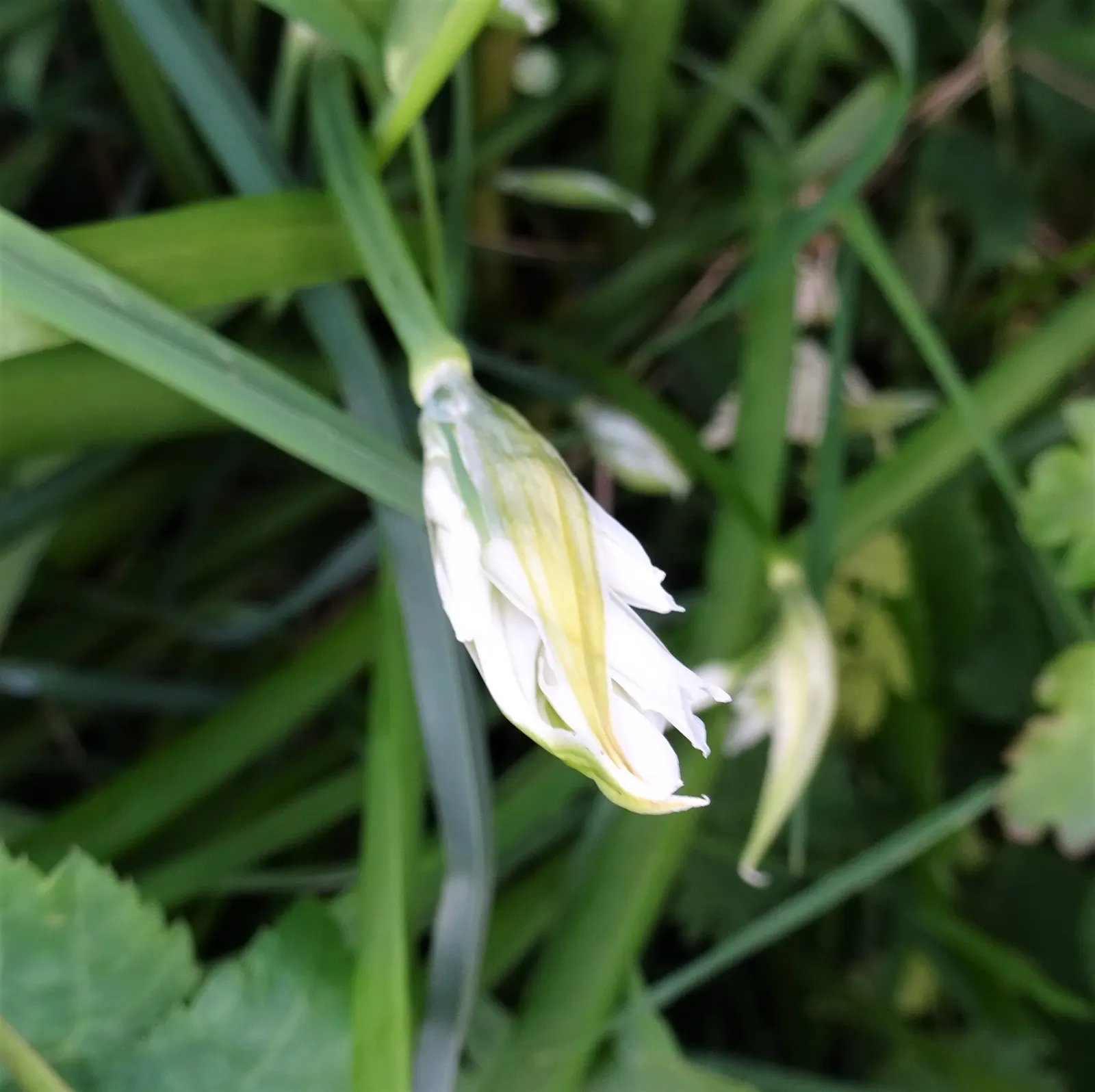 Angled Onion (Allium Triquetrum) — This versatile plant can handle varying light conditions; is a distinctive perennial bulb that can be a compelling addition
