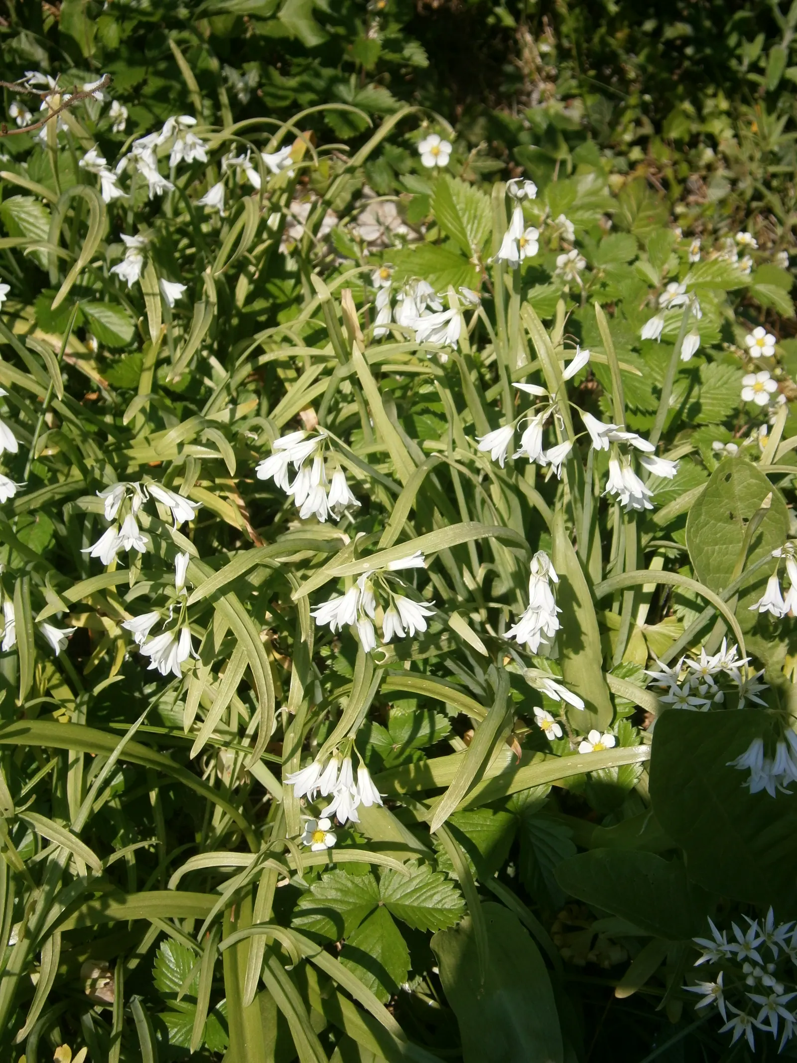 Angled Onion (Allium Triquetrum) — is a distinctive perennial bulb that can be a compelling addition to your garden landscape; commonly known as, image 54