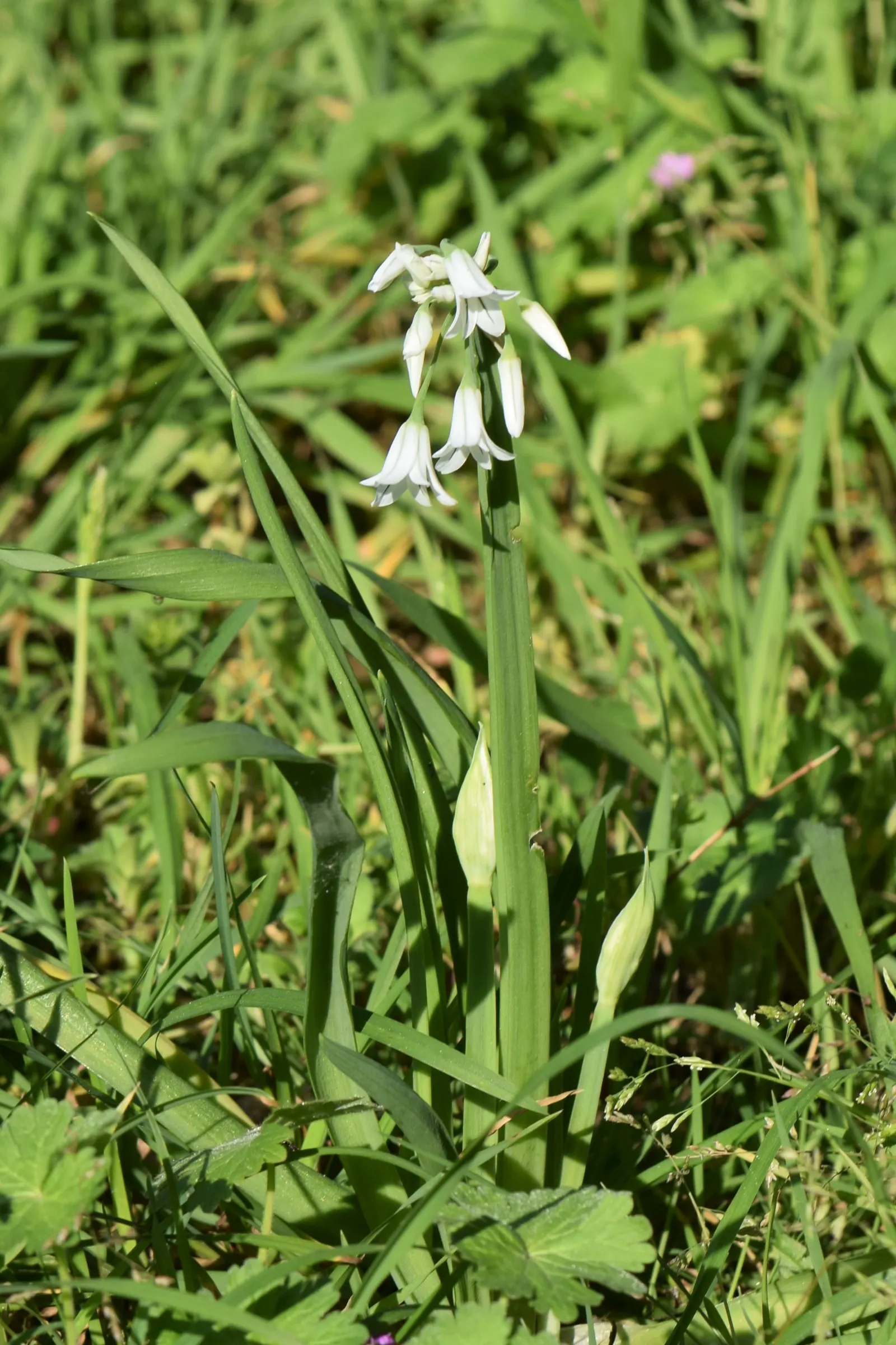 Angled Onion (Allium Triquetrum) — bulb with white blooms; the Angled Onion is also noted for its mild, image 68