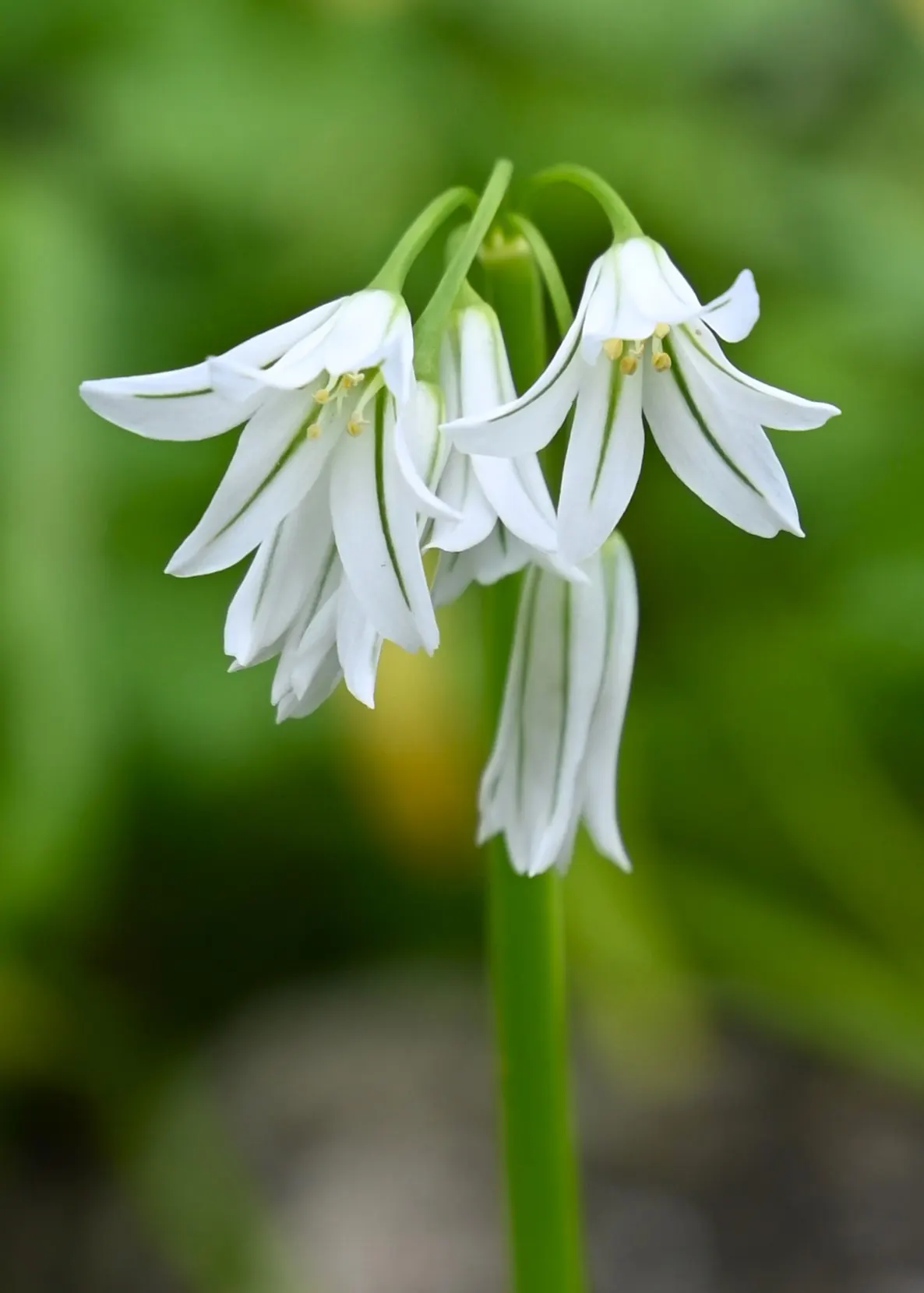 Angled Onion (Allium Triquetrum) — This versatile plant can handle varying light conditions; is a distinctive perennial bulb that can be a, image 64