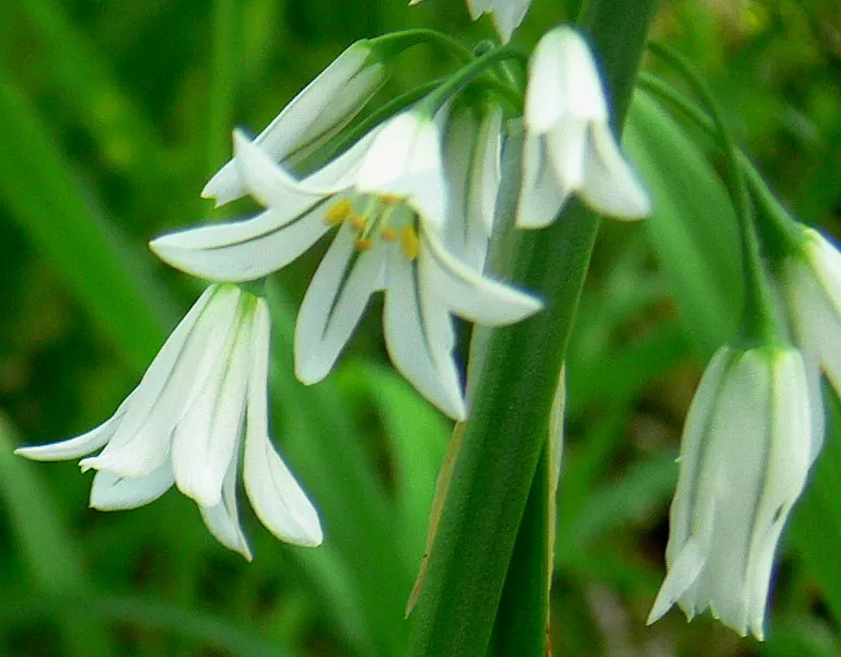Angled Onion (Allium Triquetrum) — This plant prefers full sun to partial shade and well-draining soil; bell-shaped white flowers with a distinct, image 50
