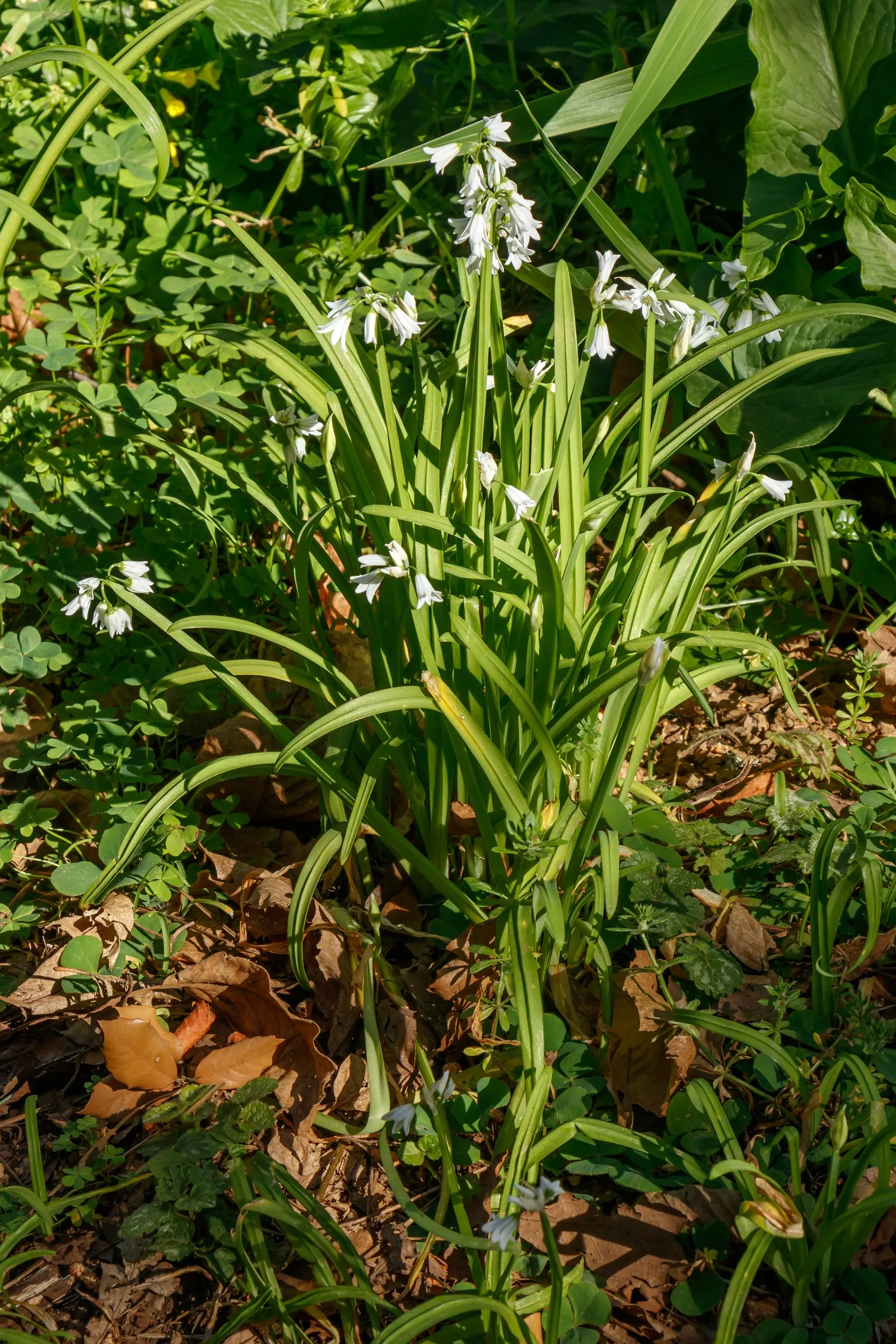 Angled Onion (Allium Triquetrum) — Recognizable by its white; which can be an intriguing sensory highlight, image 55
