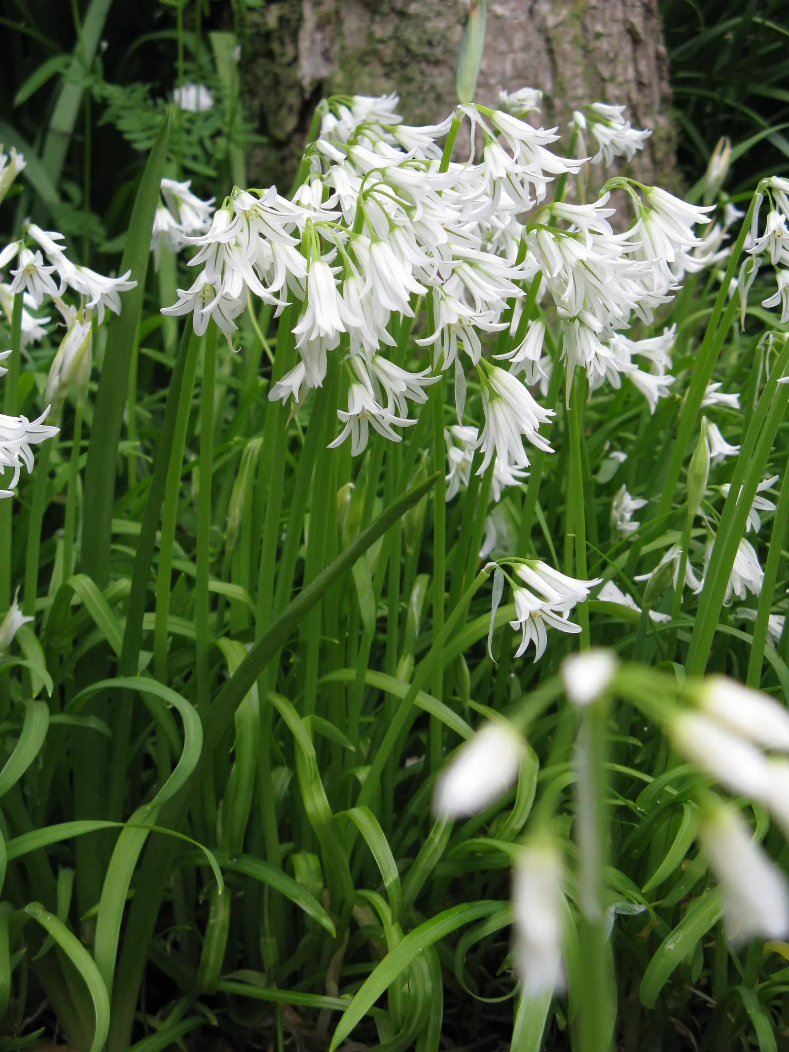 Angled Onion (Allium Triquetrum) — bloom in the spring from March to May; it is a low-maintenance choice, ideal for naturalizing in woodland or, image 57