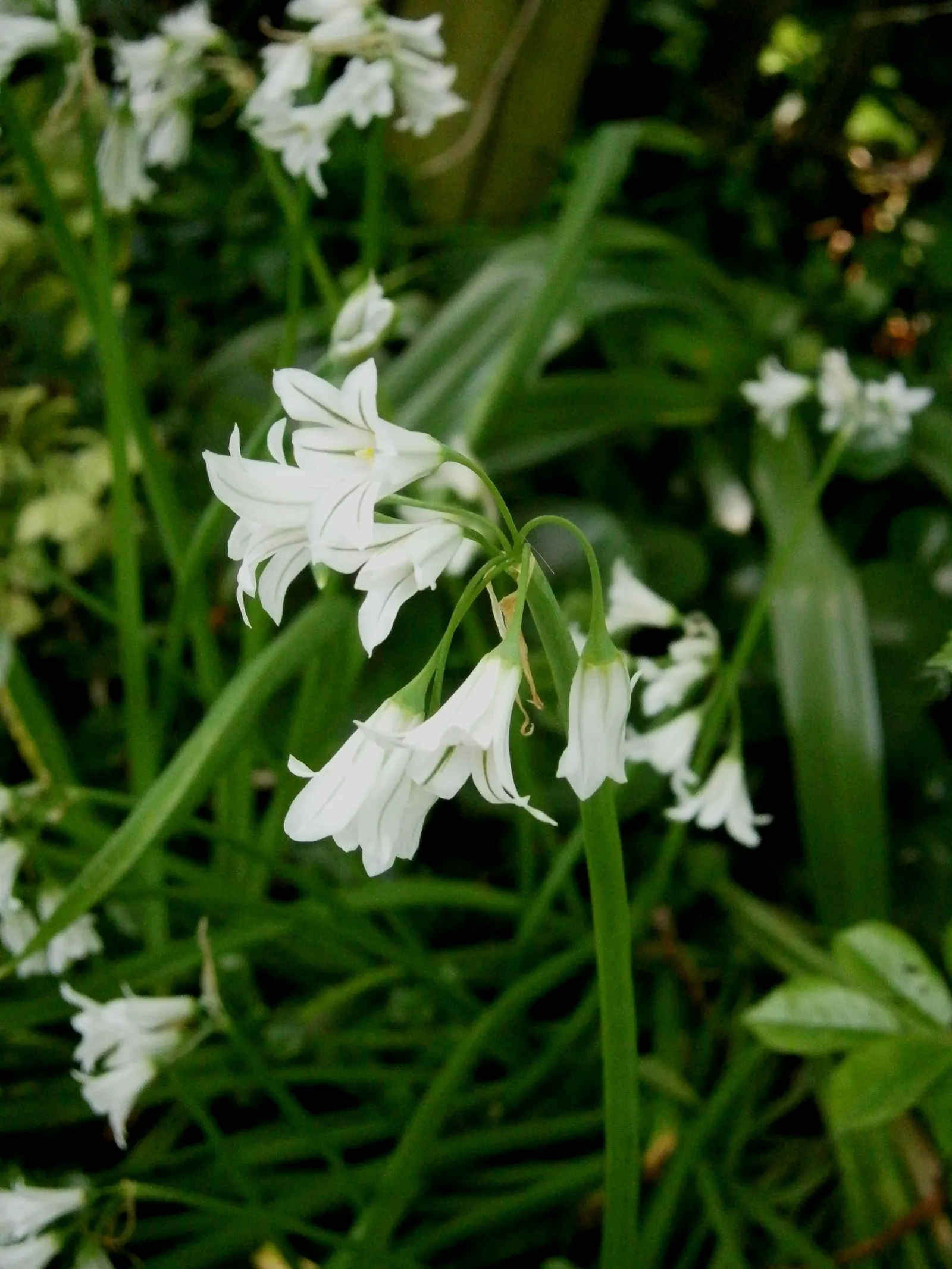 Angled Onion (Allium Triquetrum) — though flowering is most prolific in areas receiving ample sunlight; its foliage consists of slender