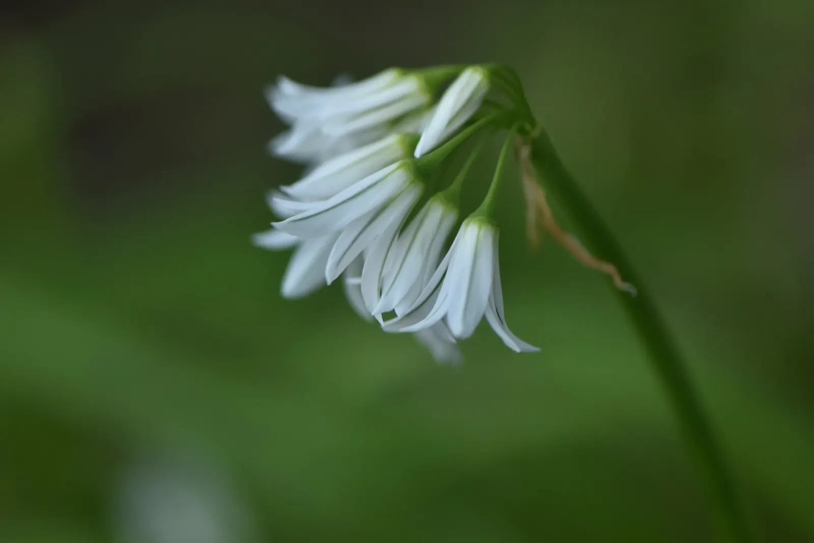 Angled Onion (Allium Triquetrum) — bloom in the spring from March to May; it is a low-maintenance choice, ideal for naturalizing in woodland or cottage garden