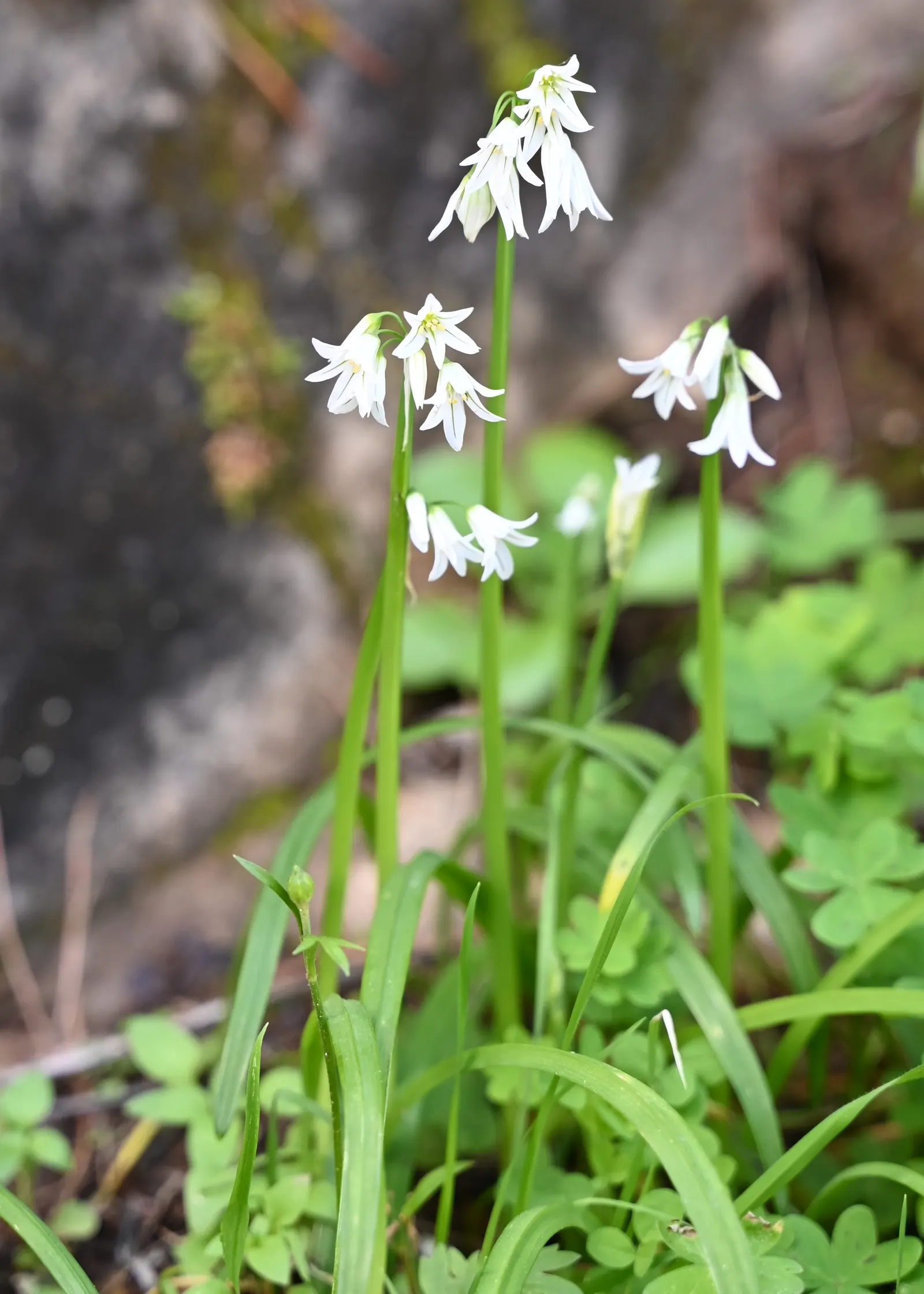 Angled Onion (Allium Triquetrum) — This plant prefers full sun to partial shade and well-draining soil; bell-shaped white flowers with a distinct green stripe