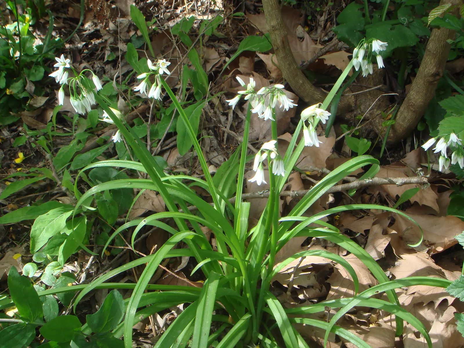 Angled Onion (Allium Triquetrum) — preferring well-drained soil and either full sun or partial shade; commonly known as the Angled Onion, image 63