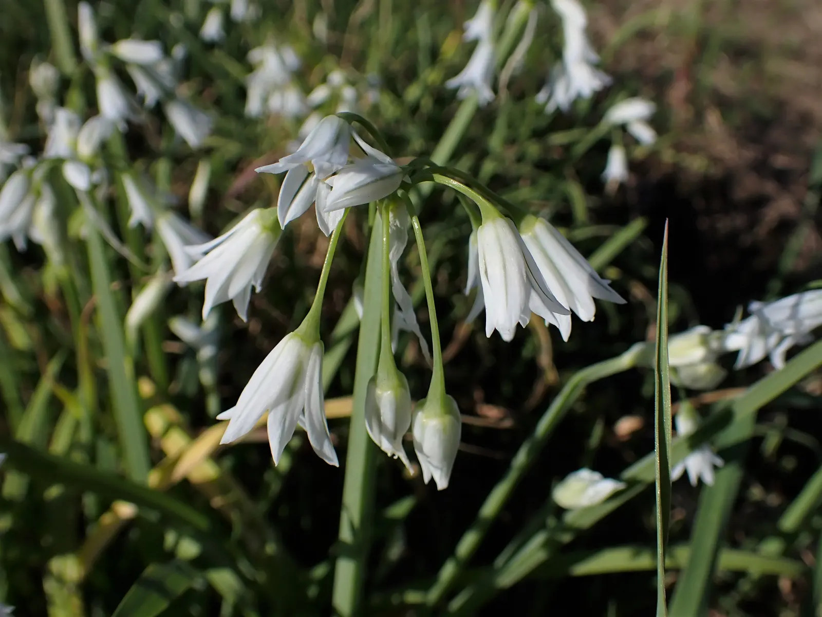 Angled Onion (Allium Triquetrum) — commonly known as the Angled Onion