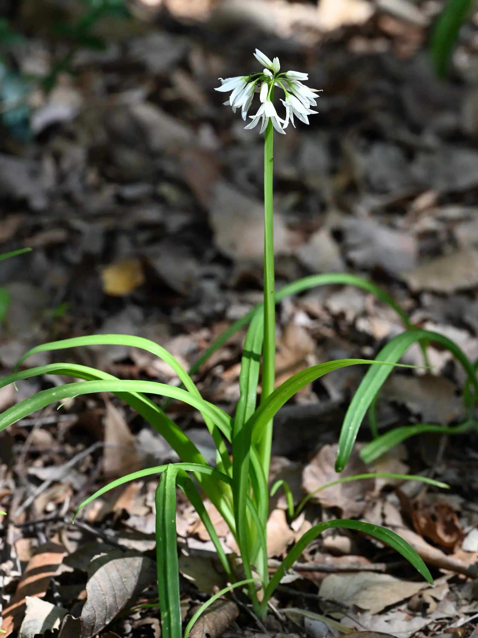 Angled Onion (Allium Triquetrum) — commonly known as the Angled Onion; this plant prefers full sun to partial shade and well-draining soil, image 47