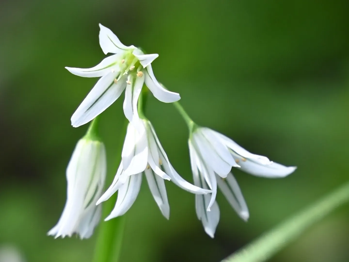 Angled Onion (Allium Triquetrum) — bulb for full or half