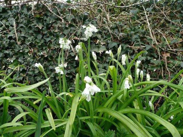 Angled Onion (Allium Triquetrum) — bulb for full or half; it's important to note that it can be invasive in some regions, image 69