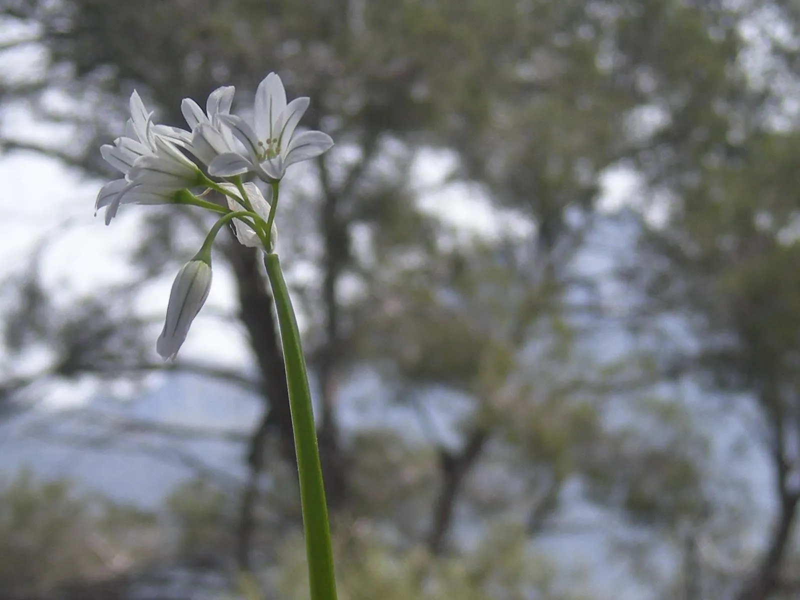 Angled Onion (Allium Triquetrum) — white flowers in the garden