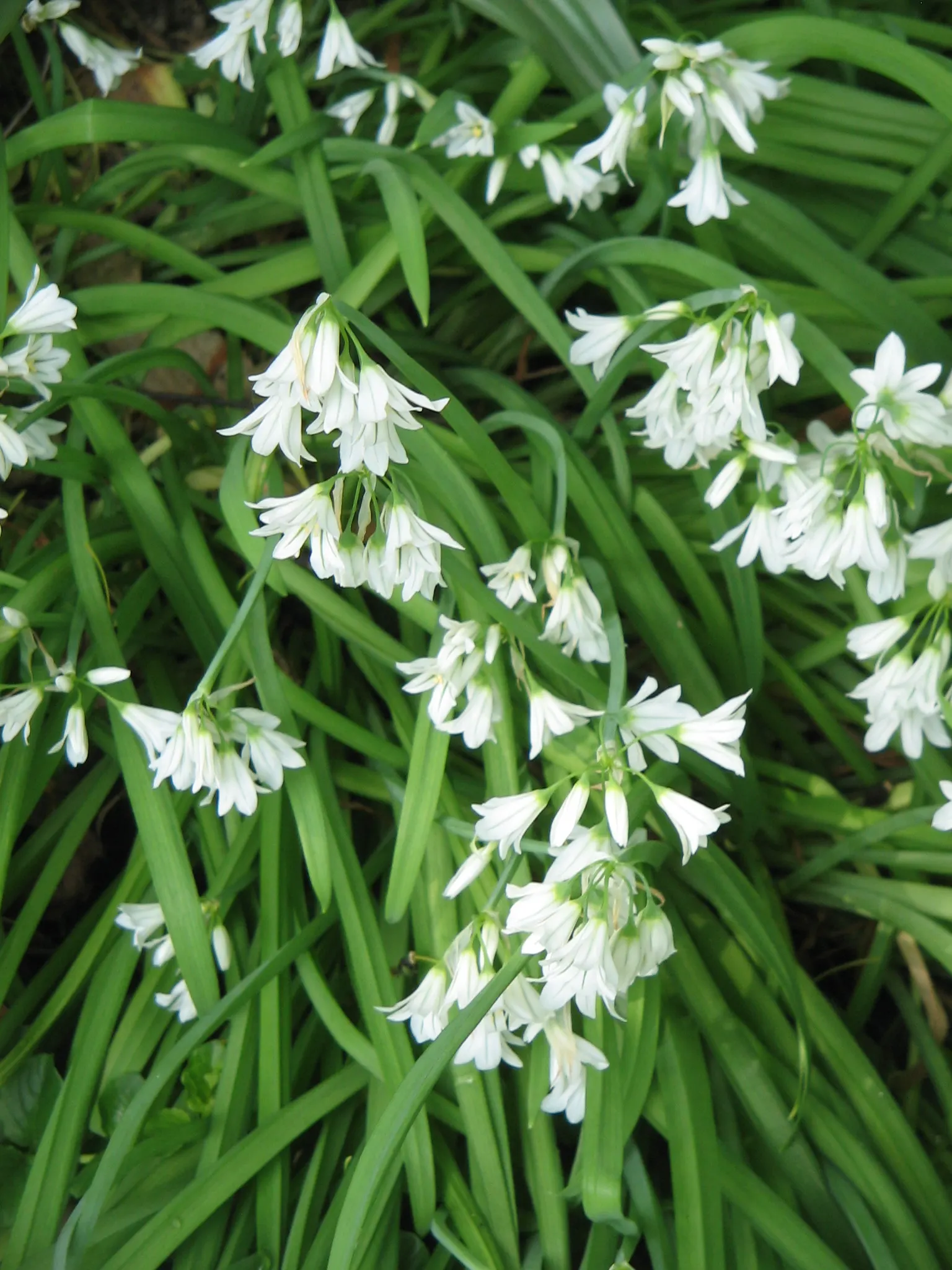 Angled Onion (Allium Triquetrum) — This versatile plant can handle varying light conditions