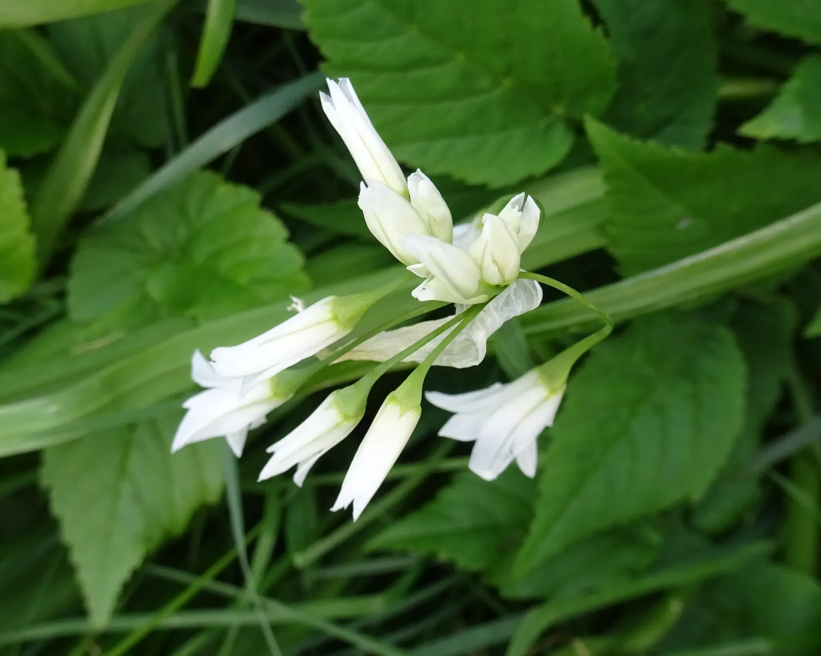 Angled Onion (Allium Triquetrum) — commonly known as the Angled Onion or Three-Cornered Leek; bulb for full or half, image 53