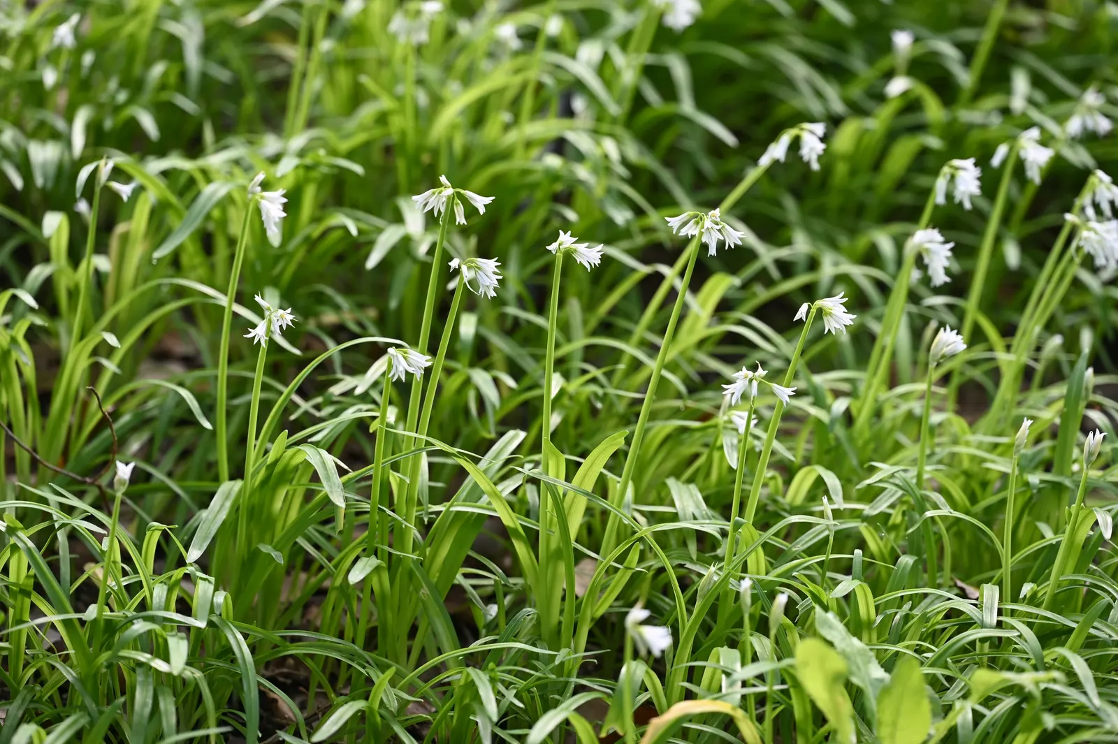 Angled Onion (Allium Triquetrum) — glossy green leaves that are around 0.4 to 0.6 inches wide and can reach lengths of up to 12 inches