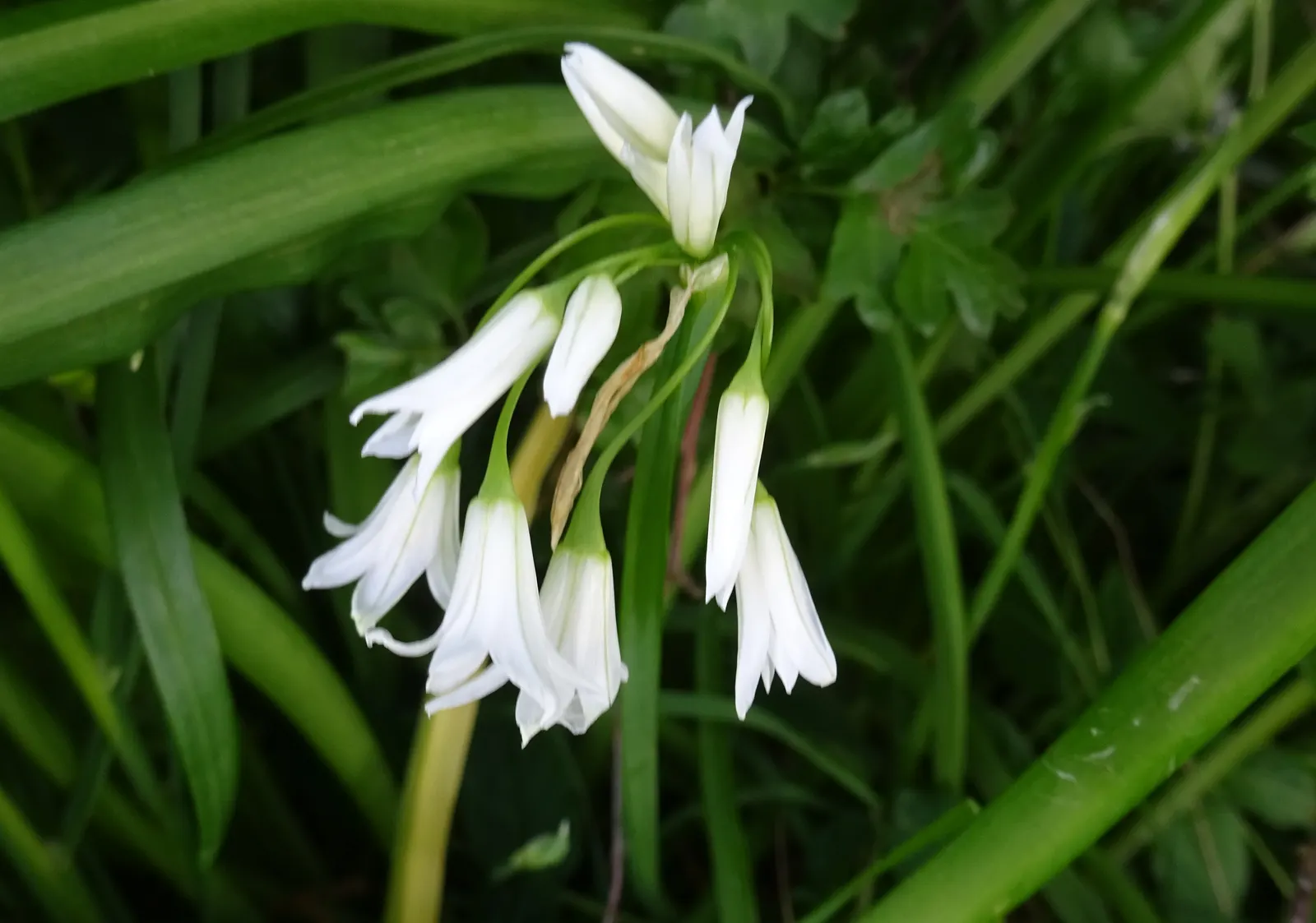 Angled Onion (Allium Triquetrum) — which can be an intriguing sensory highlight; its stems are approximately 12-18 inches tall and exhibit a unique triangular