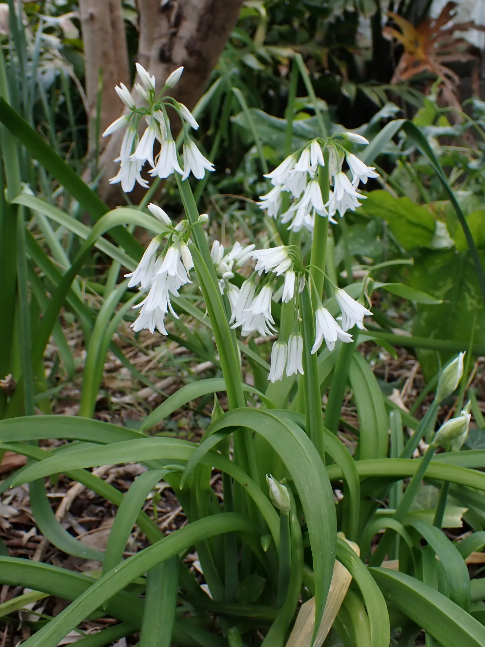 Angled Onion (Allium Triquetrum) — preferring well-drained soil and either full sun or partial shade; commonly known as the Angled Onion