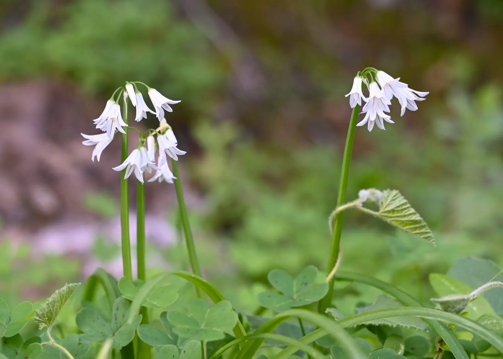 Angled Onion (Allium Triquetrum) — Recognizable by its white; which can be an intriguing sensory highlight