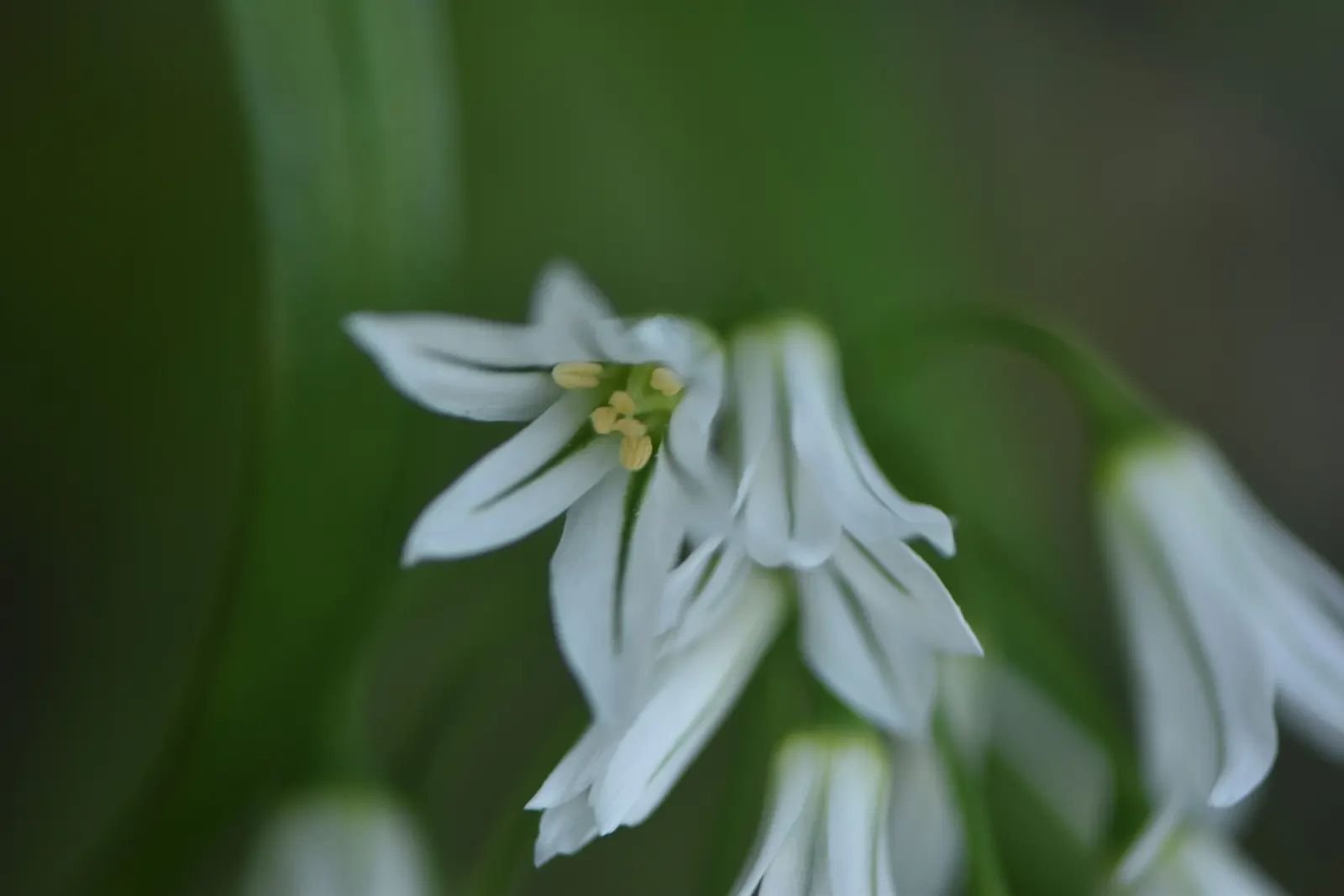 Angled Onion (Allium Triquetrum) — It is a low-maintenance choice, ideal for naturalizing in woodland or cottage garden settings; recognizable by its white