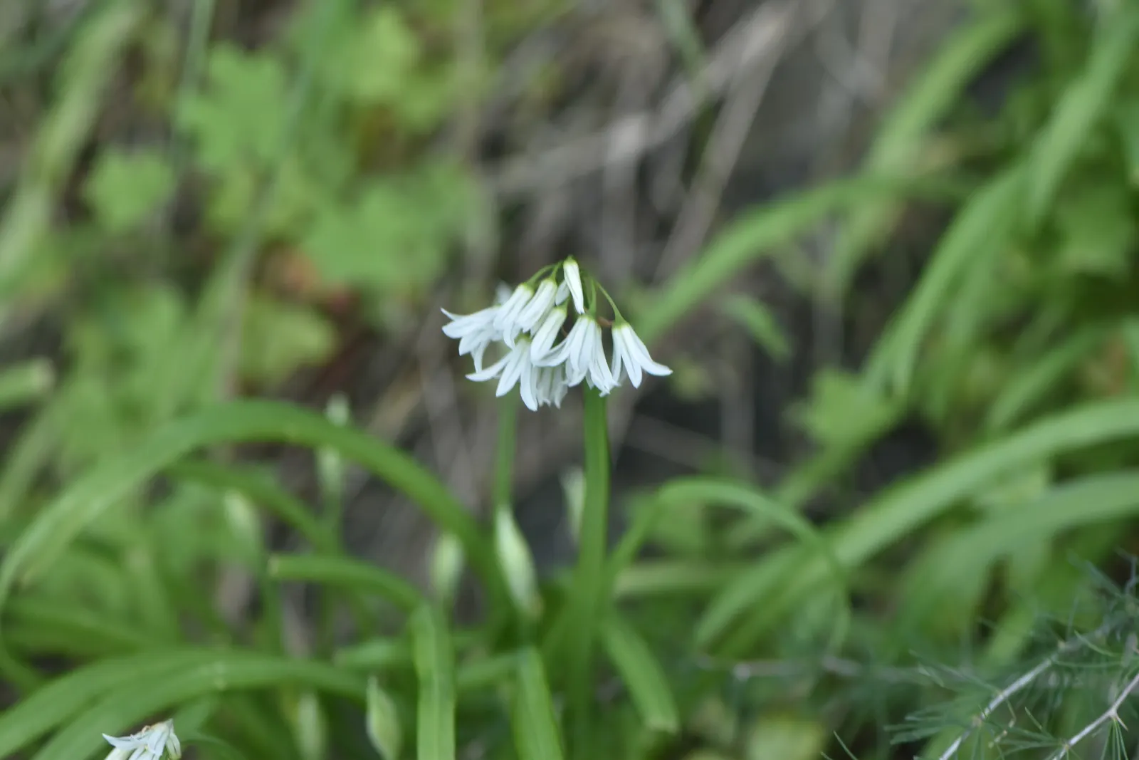 Angled Onion (Allium Triquetrum) — the Angled Onion is also noted for its mild; though flowering is most prolific in areas receiving ample sunlight, image 59