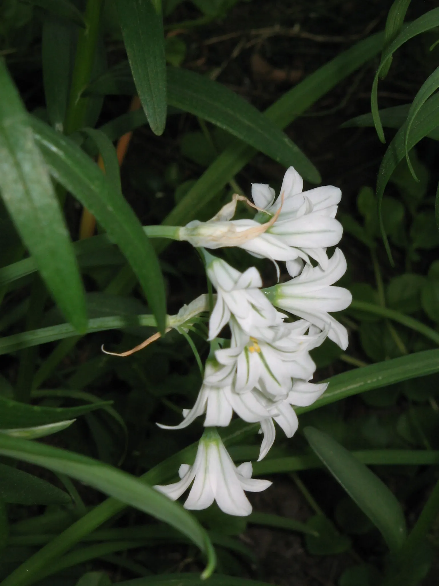 Angled Onion (Allium Triquetrum) — which can be an intriguing sensory highlight