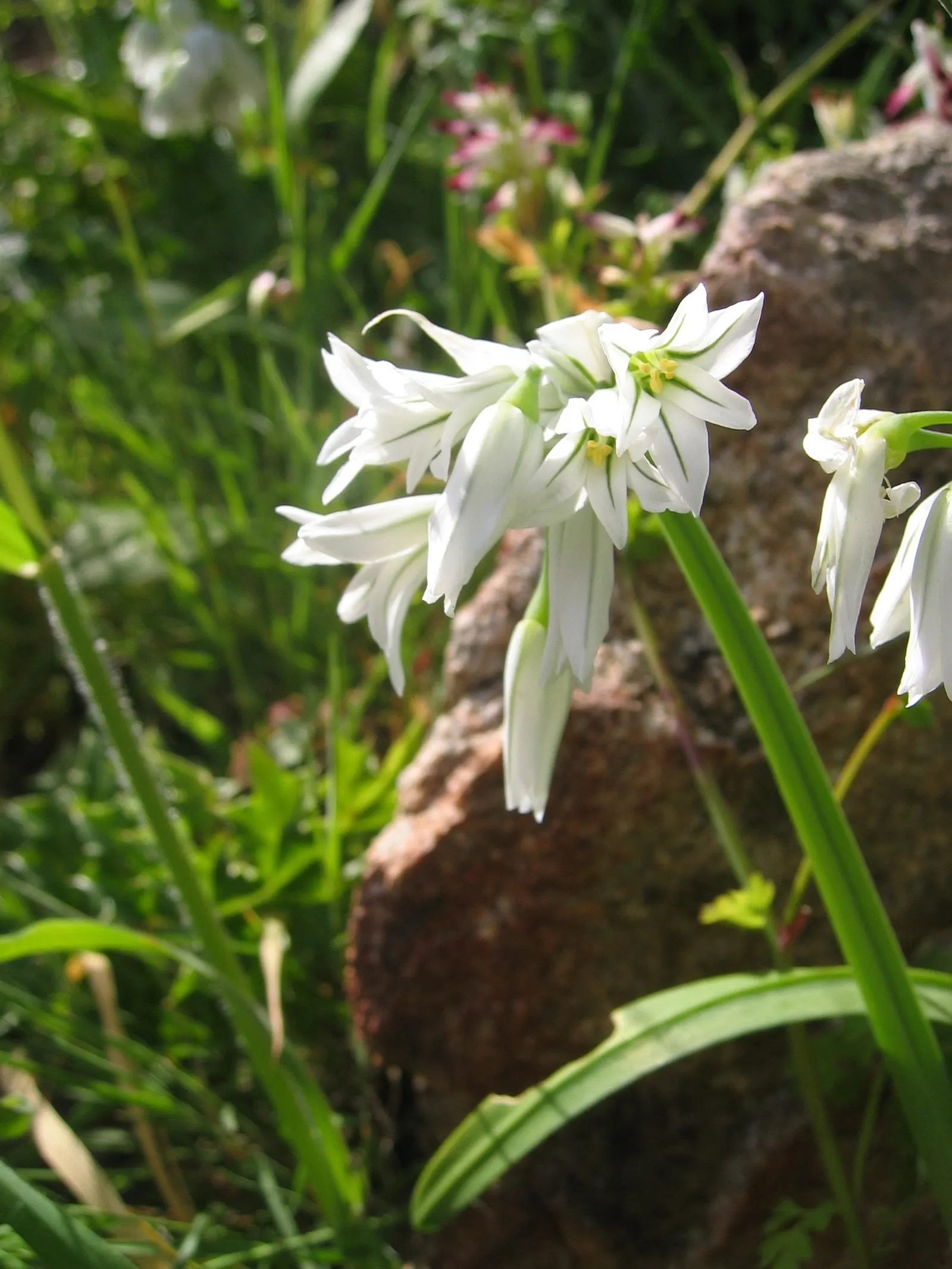 Angled Onion (Allium Triquetrum) — white flowers in the garden; beware, it may become invasive in some areas