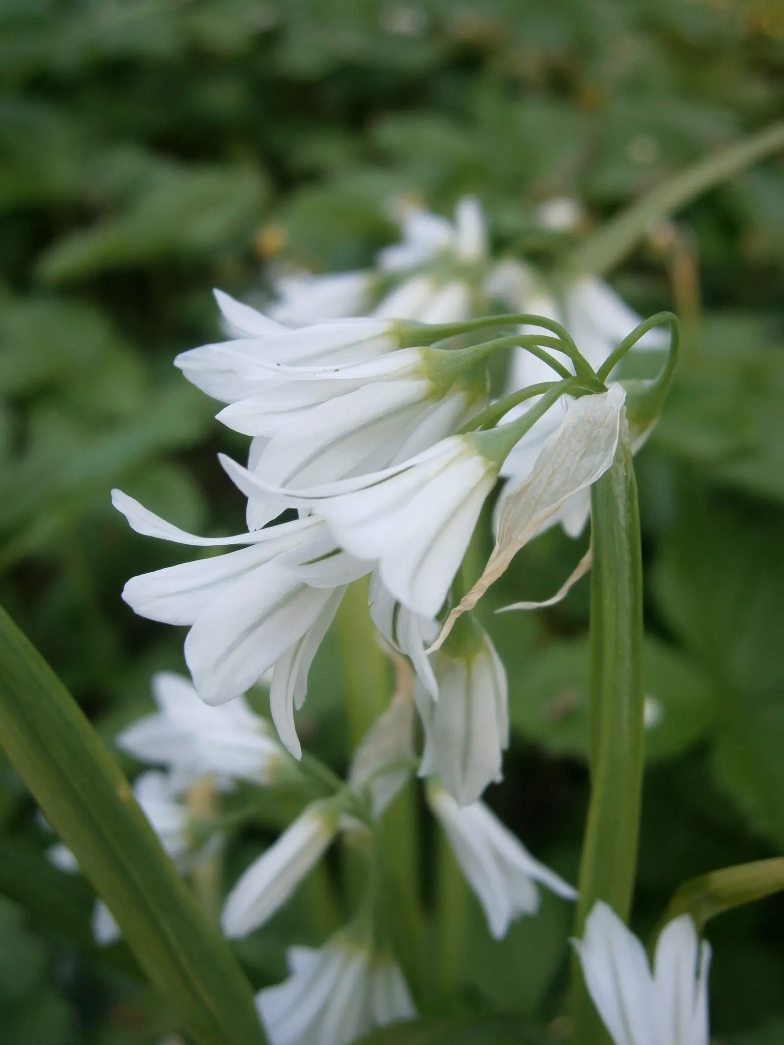 Angled Onion (Allium Triquetrum) — Beware, it may become invasive in some areas