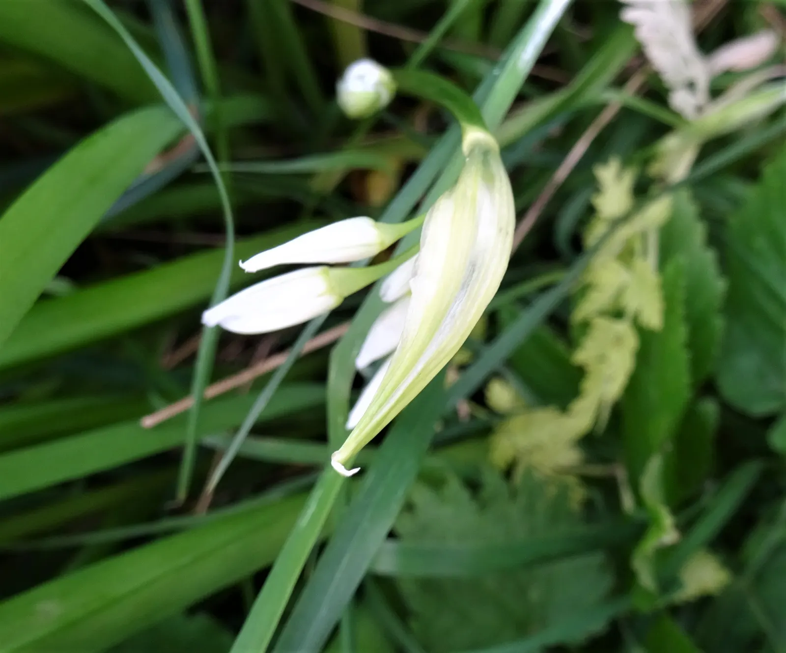 Angled Onion (Allium Triquetrum) — Its foliage consists of slender; adorned with a faint green stripe down each petal