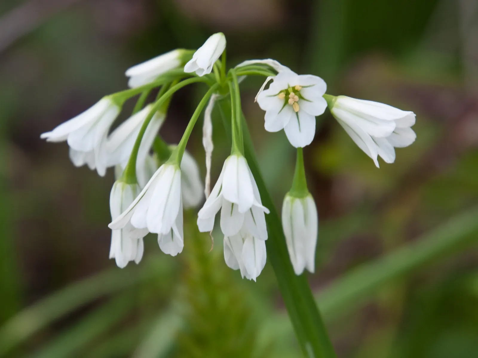 Angled Onion (Allium Triquetrum) — creating a soothing and elegant display.<br><br>In addition to its delicate beauty