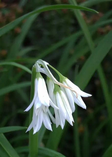 Angled Onion (Allium Triquetrum) — is a distinctive perennial bulb that can be a compelling addition to your garden landscape; commonly known as the Angled