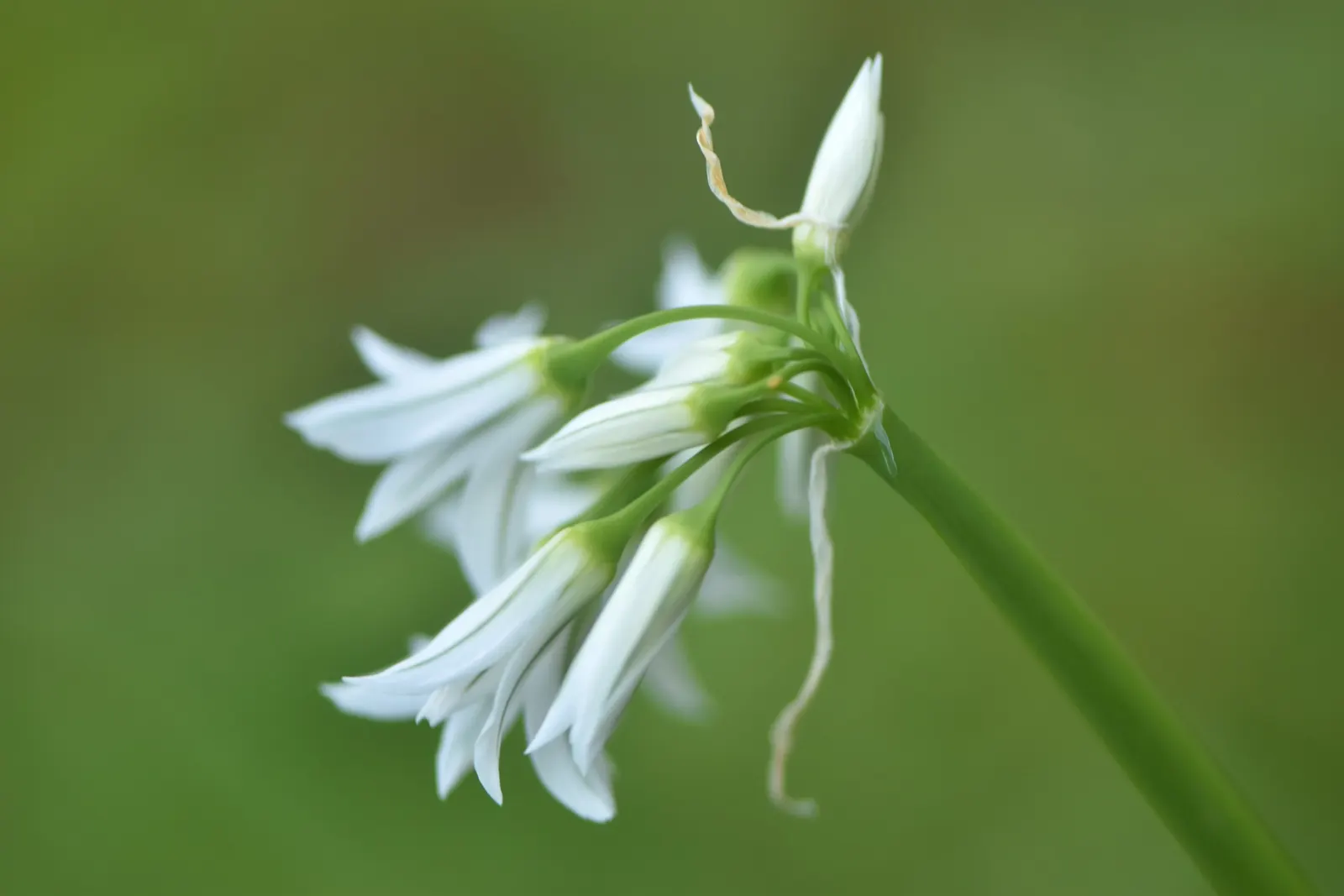 Angled Onion (Allium Triquetrum) — It is a low-maintenance choice, ideal for naturalizing in woodland or cottage garden settings; recognizable by, image 51
