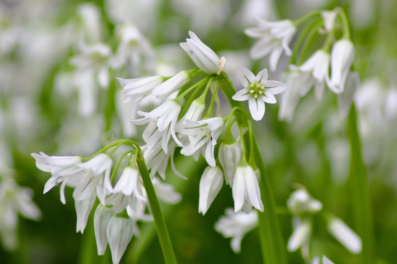 Angled Onion (Allium Triquetrum) — Its stems are approximately 12-18 inches tall and exhibit a unique triangular cross-section; this versatile, image 49