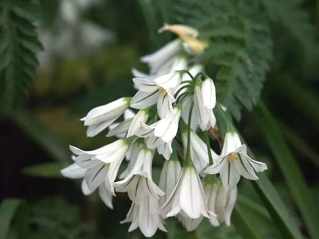 Angled Onion (Allium Triquetrum) — It is a low-maintenance choice, ideal for naturalizing in woodland or cottage garden settings