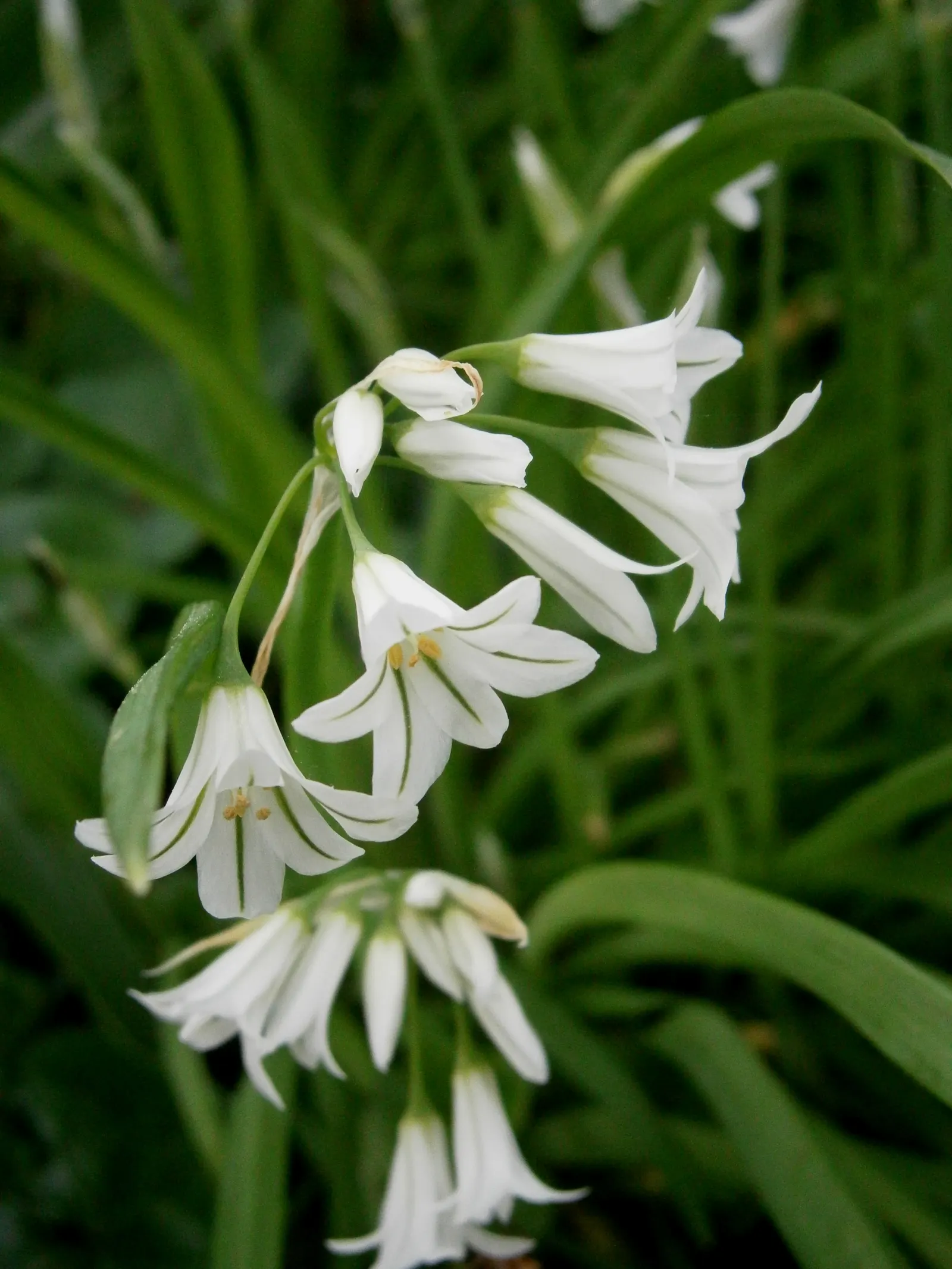 Angled Onion (Allium Triquetrum) — the Angled Onion is also noted for its mild; though flowering is most prolific in areas receiving ample sunlight