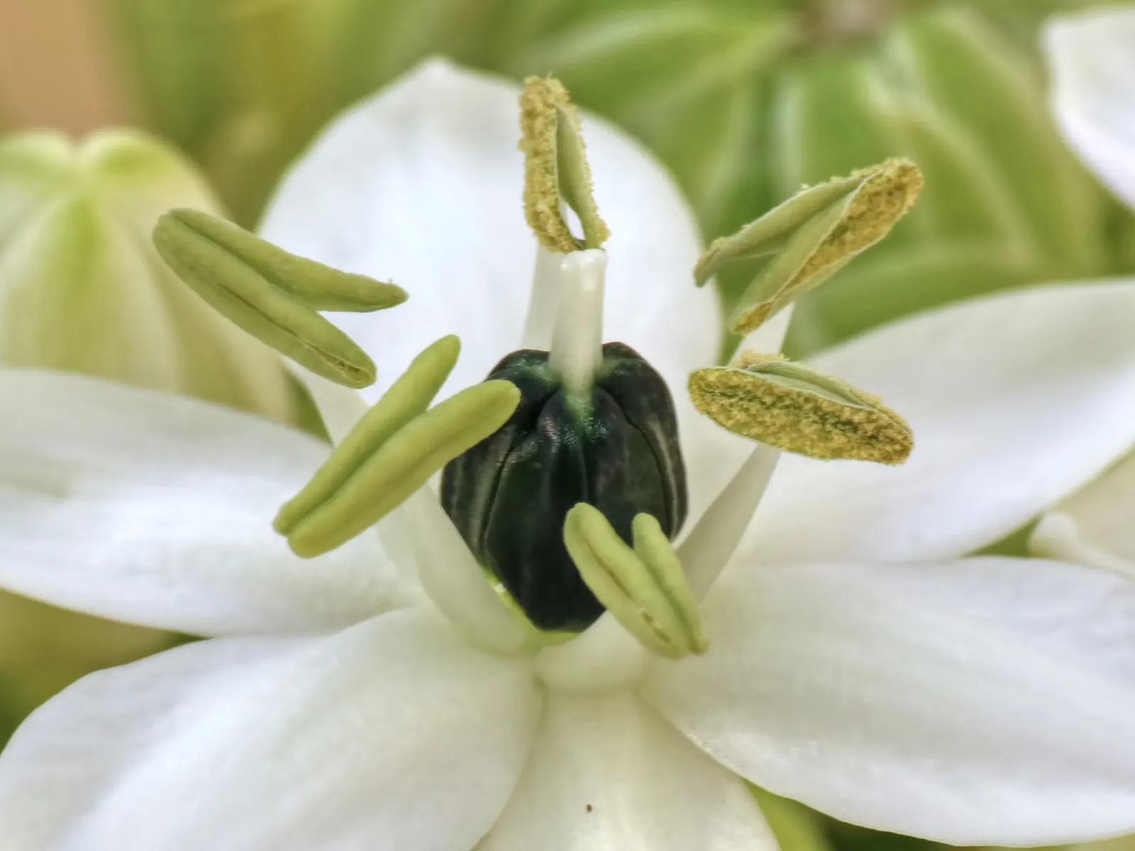 Angled Onion (Allium Triquetrum) — preferring well-drained soil and either full sun or partial shade