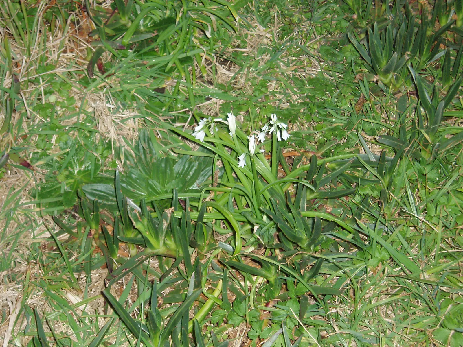 Angled Onion (Allium Triquetrum) — glossy green leaves that are around 0.4 to 0.6 inches wide and can reach lengths of up to 12 inches; preferring, image 62