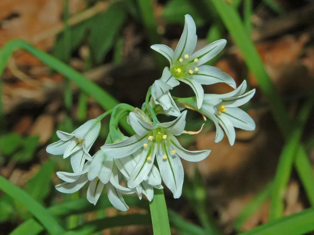 Angled Onion (Allium Triquetrum) — Its foliage consists of slender