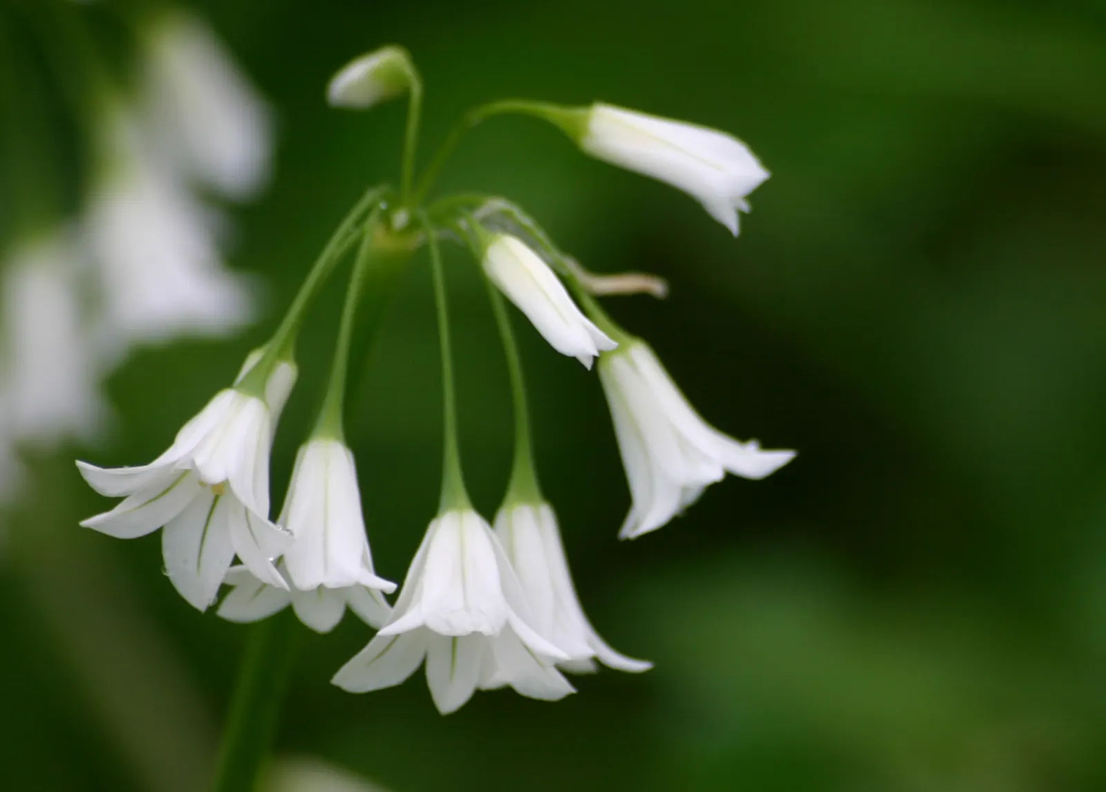 Angled Onion (Allium Triquetrum) — bell-shaped white flowers with a distinct green stripe; bloom in the spring from March to May