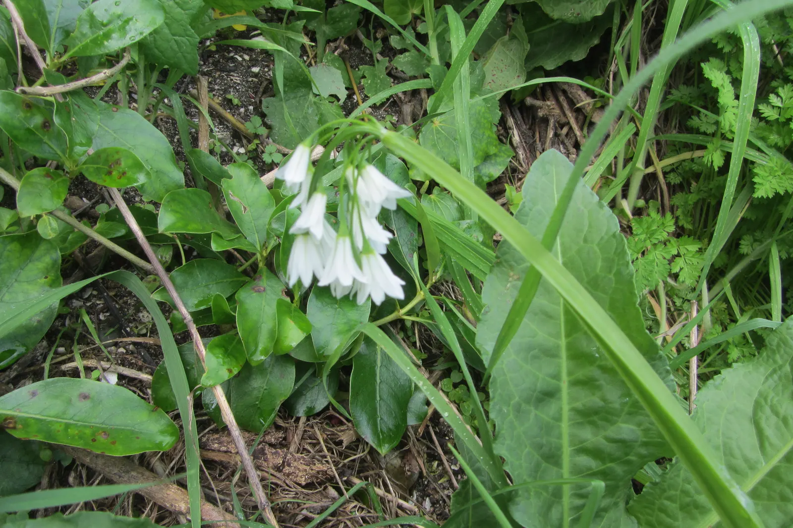 Angled Onion (Allium Triquetrum) — Beware, it may become invasive in some areas; glossy green leaves that are around 0.4 to 0.6 inches wide and can, image 52