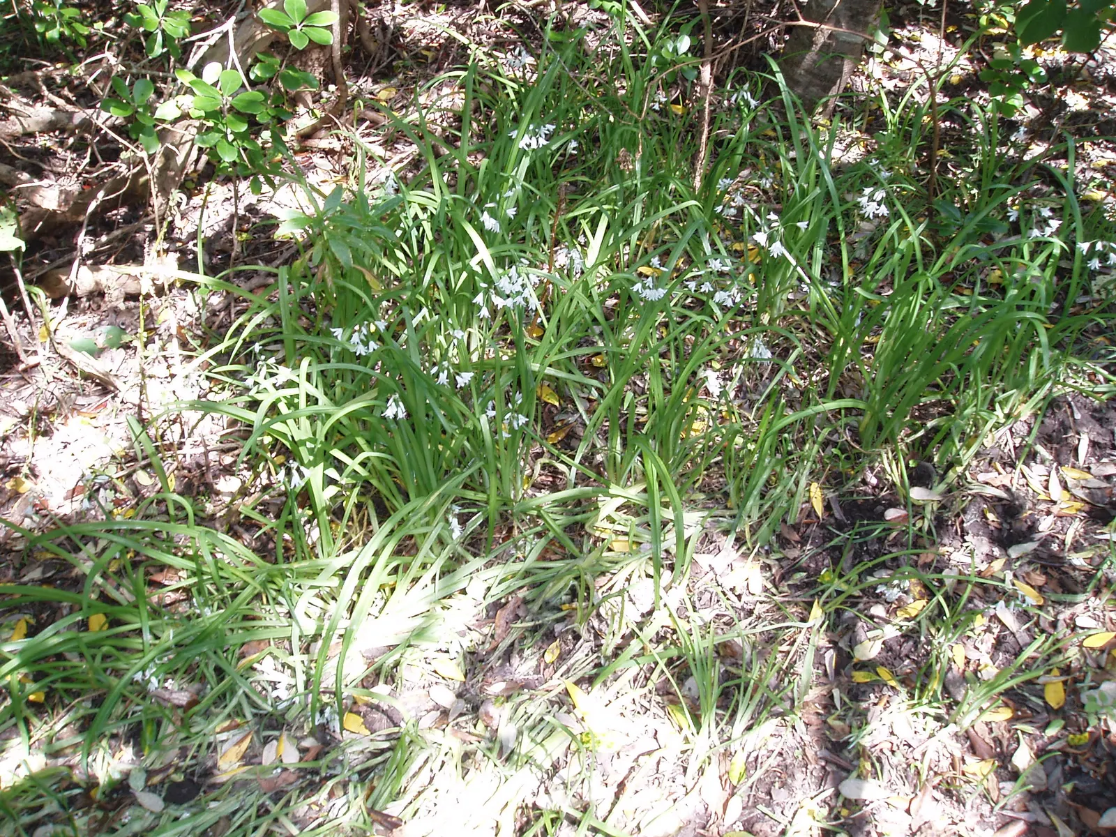 Angled Onion (Allium Triquetrum) — bulb with white blooms