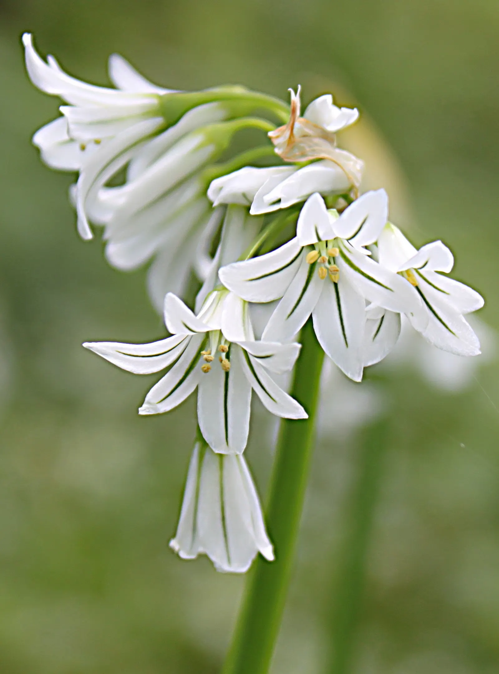 Angled Onion (Allium Triquetrum) — is a distinctive perennial bulb that can be a compelling addition to your garden landscape