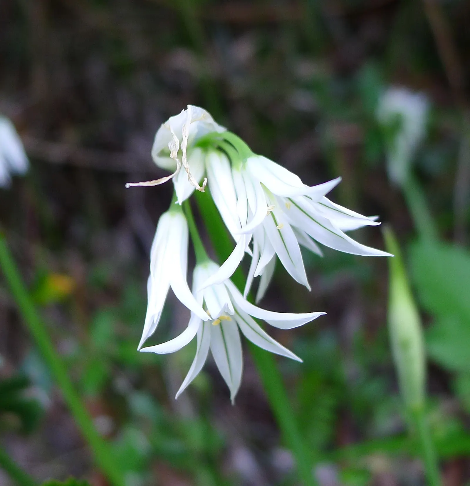 Angled Onion (Allium Triquetrum) — bloom in the spring from March to May