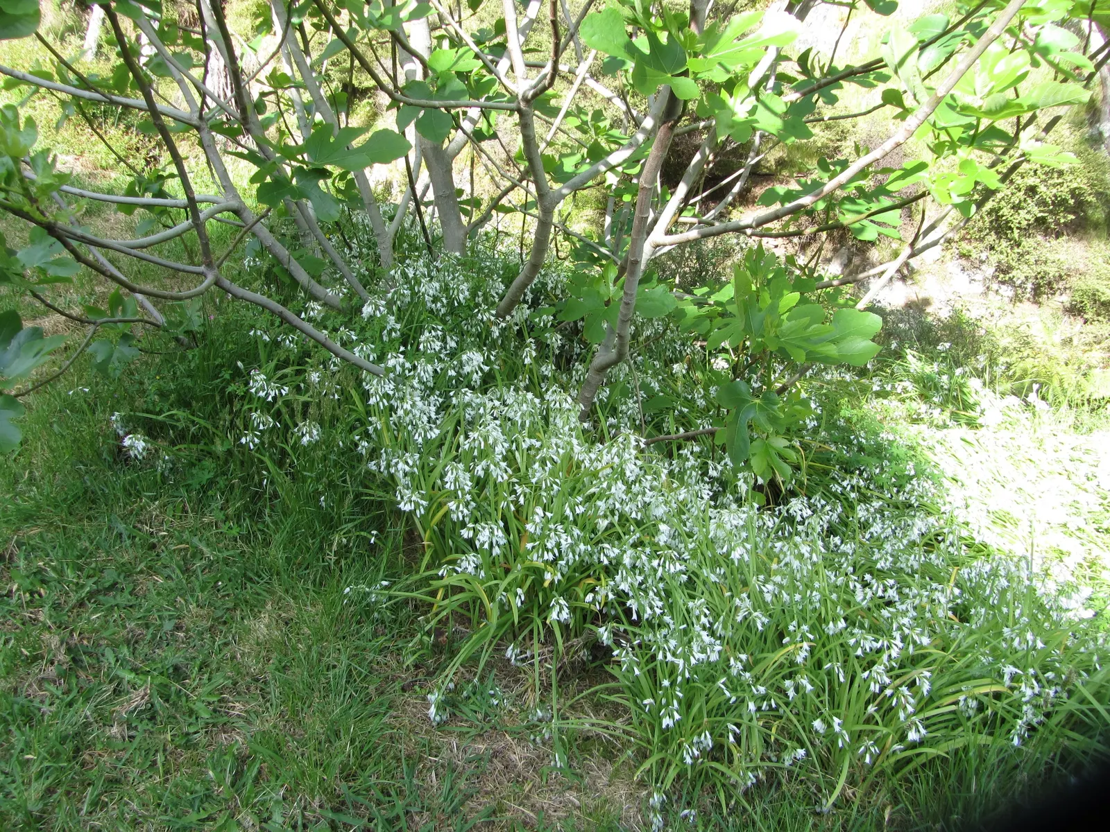 Angled Onion (Allium Triquetrum) — glossy green leaves that are around 0.4 to 0.6 inches wide and can reach lengths of up to 12 inches; preferring well-drained
