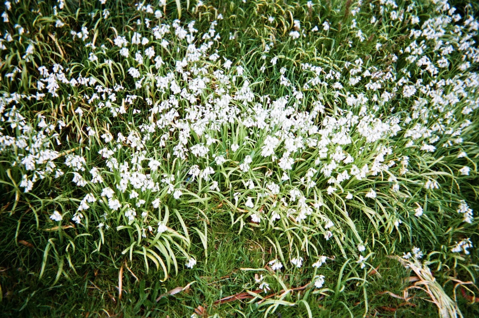 Angled Onion (Allium Triquetrum) — Beware, it may become invasive in some areas; glossy green leaves that are around 0.4 to 0.6 inches wide and can reach