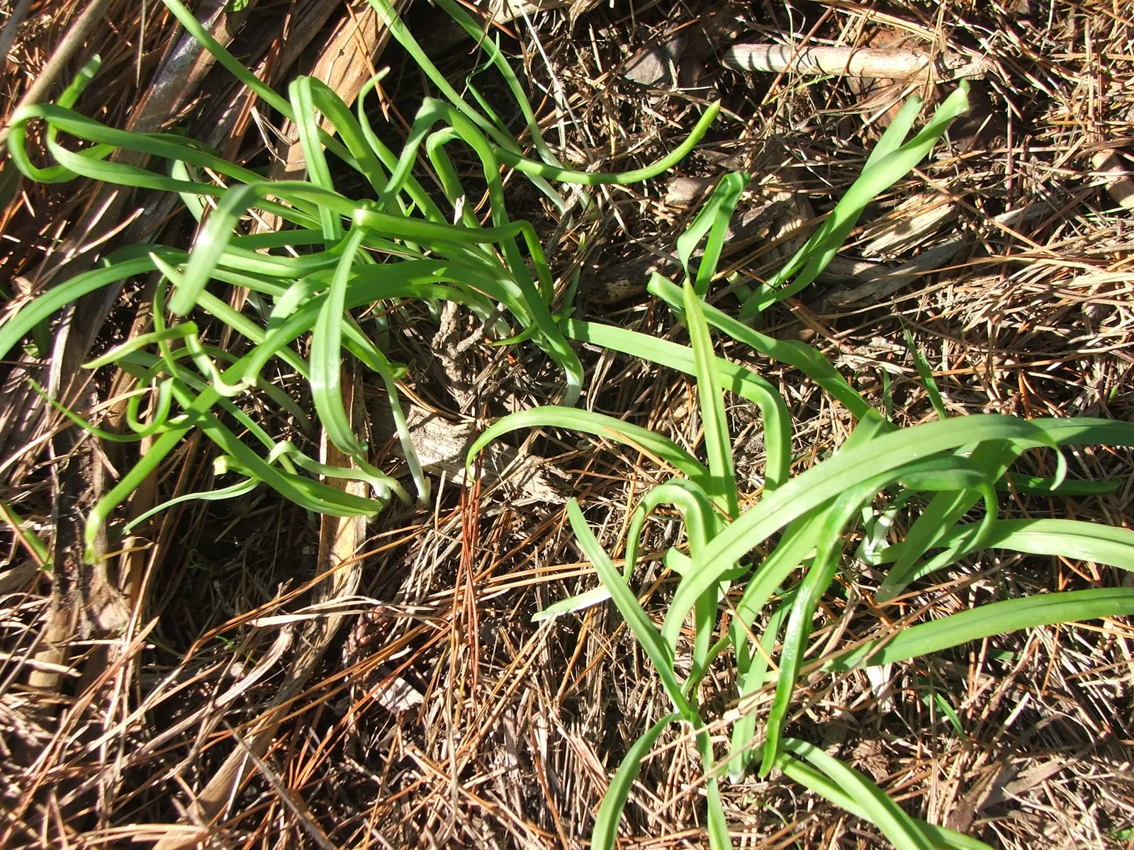 Angled Onion (Allium Triquetrum) — adorned with a faint green stripe down each petal; white flowers in the garden